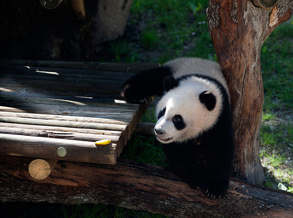 大熊貓“星寶”亮相馬德里動物園3