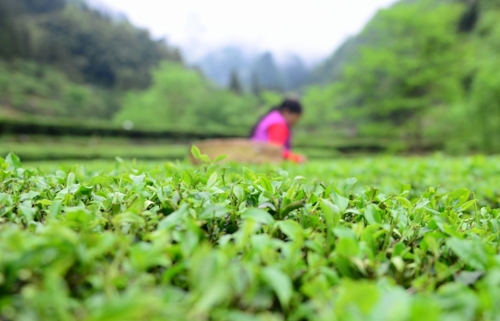 　　4月27日，柳溪村的村民在村內(nèi)的茶園采茶。