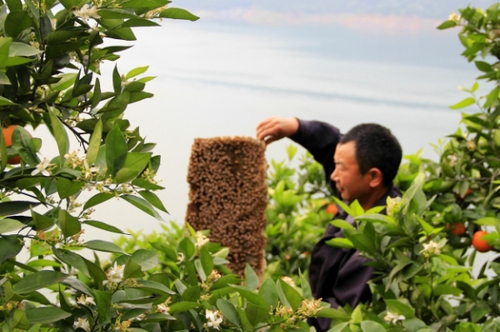 4月29日，三峽庫區湖北秭歸縣泄灘鄉陳家灣村五組村民陳宗紅在柑橘園里放養蜜蜂。