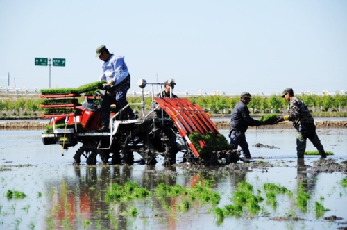 5月9日，在黑龍江省二九一農(nóng)場的水田里，種植戶操作插秧機(jī)進(jìn)行插秧。