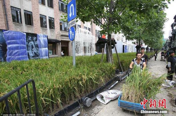 2014年9月14日，地處上海外灘源的圓明園路被布置成了一片“水稻田”，長2、3百米、寬7、8米“水稻田”基本覆蓋了整條馬路。