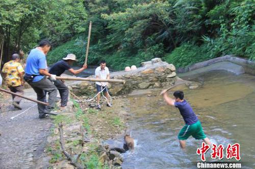 廣東三水九道山25日發生一件趣事，一頭山豬誤入漂流河道引發了“人豬大戰”。　張良玉　攝