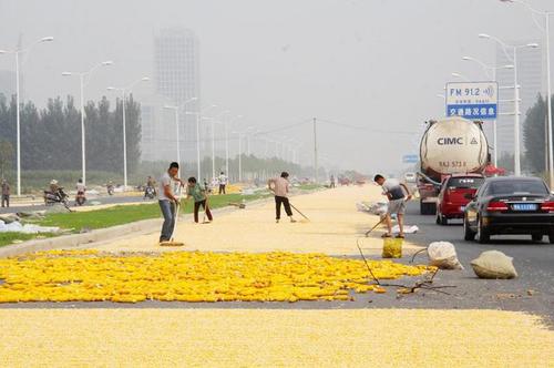 　圖為公路兩側鋪滿玉米，車輛緩慢通過。