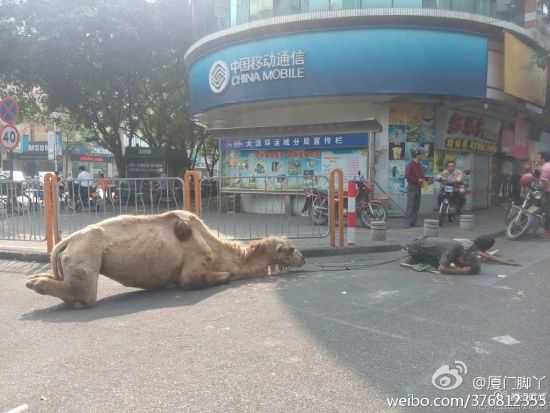 廣州佛山大瀝環運成驚現駱駝乞討。