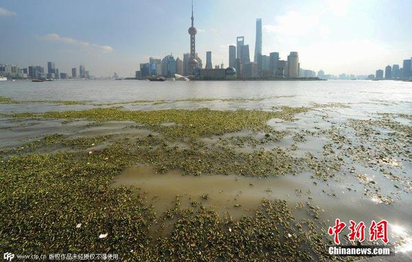 2014年11月19日，上海黃浦江退潮，外灘景觀水域近蘇州河段被大量水葫蘆幾乎占據(jù)，有的甚至沖進(jìn)了防汛墻邊的攔截網(wǎng)。