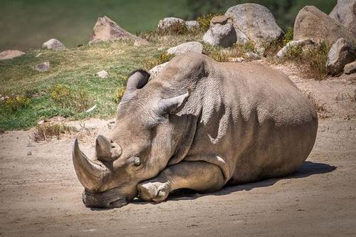 美國加州圣地亞哥動物園的一只北方白犀牛因高齡而死亡，使得世界上碩果僅存的北方白犀牛只剩下5只，瀕臨絕種。