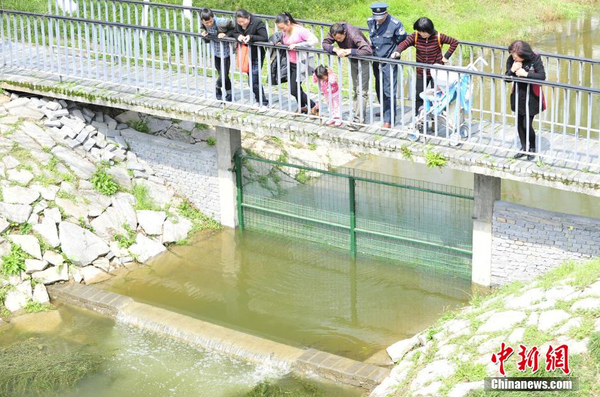 湖北宜昌現鯽魚跳“龍門”奇觀我要評論-2