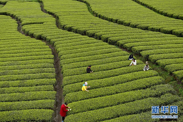 全國各產茶區迎來“明前茶”采摘高峰7