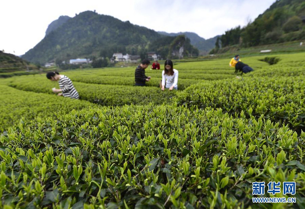 全國各產茶區迎來“明前茶”采摘高峰6