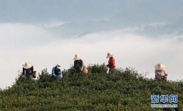 全國各產茶區迎來“明前茶”采摘高峰4