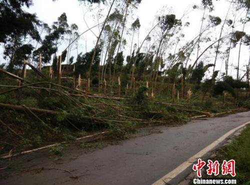 　廣安市武勝縣三溪、飛龍等鄉鎮境內遭受狂風雷電冰雹災害大樹被吹斷。（王爵攝）