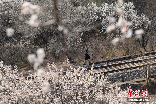 和諧號(hào)列車穿越居庸關(guān)花海 被贊開往春天的列車7