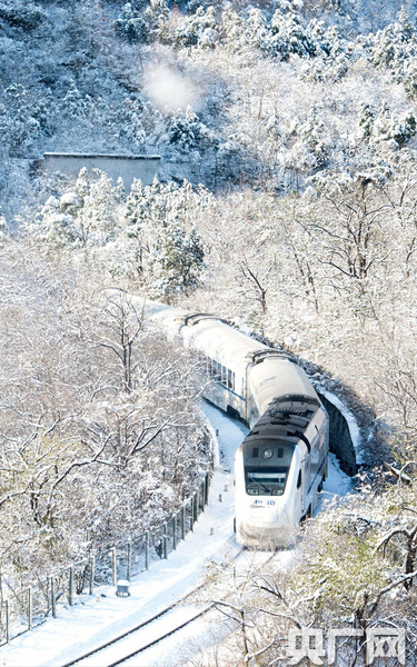 S2列車如一條銀蛇，穿梭于寂靜的深谷，沿途積雪千樹萬樹猶如梨花盛開，時間宛若凝固。