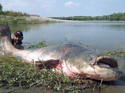 漁民釣起巨型鯰魚重240斤 已知最大鯰魚接近600斤