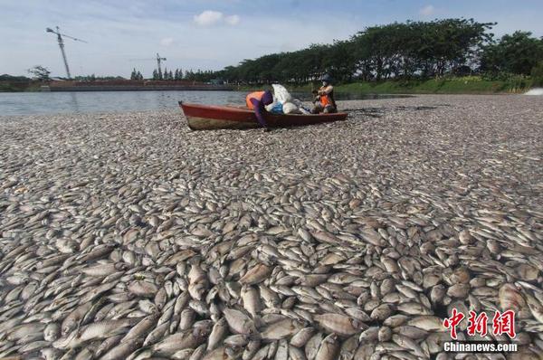 印尼一湖內現數千死魚 或為水溫變化所致1