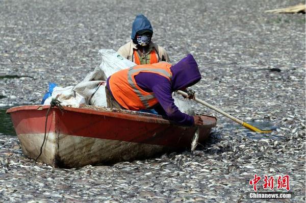 印尼一湖內現數千死魚 或為水溫變化所致2