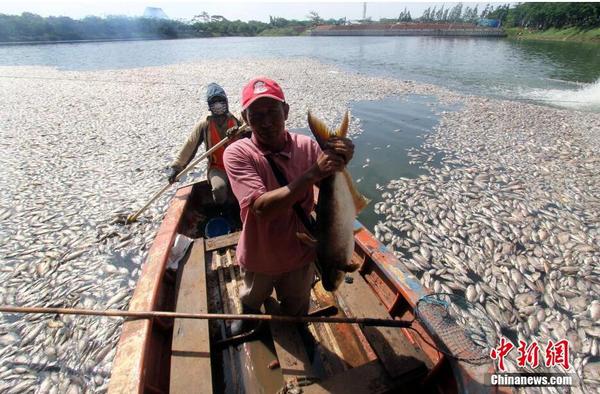 印尼一湖內(nèi)現(xiàn)數(shù)千死魚 或為水溫變化所致4