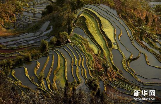 這是云南省紅河州元陽縣的哈尼梯田美景（1月11日攝）。