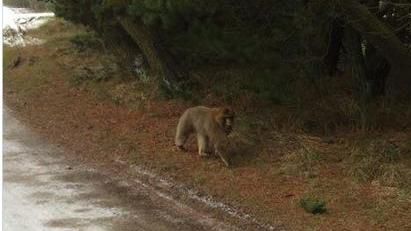 丹麥一只狒狒逃離動物園在城鎮游蕩警方追捕（圖）