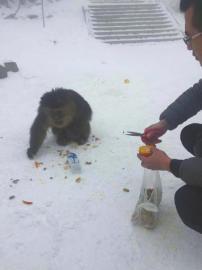 峨眉山回應猴子受傷:出三套方案救猴 給網友交代
