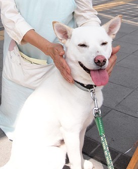 資料圖：現實版忠犬八公。