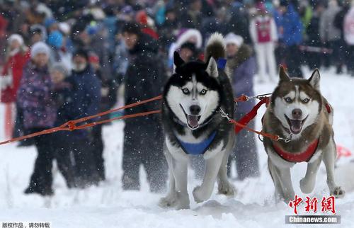 當地時間2月22日，俄羅斯符拉迪沃斯托克舉辦狗狗拉雪橇比賽，呆萌哈士奇展現實力。