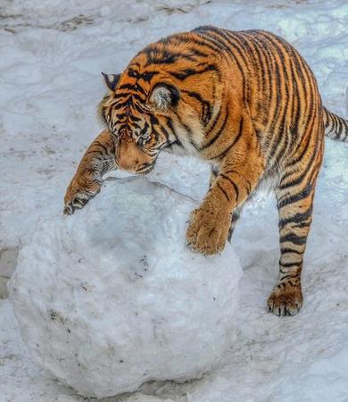 英國(guó)動(dòng)物園老虎玩大雪球畫面被拍。