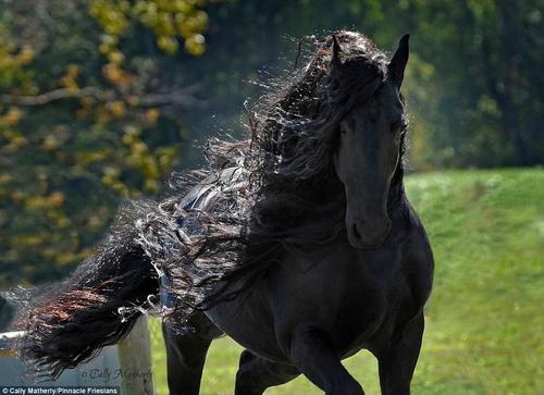 這匹馬屬于位于美國歐扎克山脈的Pinnacle Friesians，在社交媒體臉書主頁上它已經擁有了超過12500位粉絲。