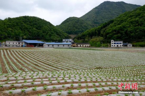 資料圖。劉洪進 攝