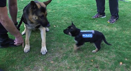 新西蘭警犬試穿新款防刺背心的視頻曝光。