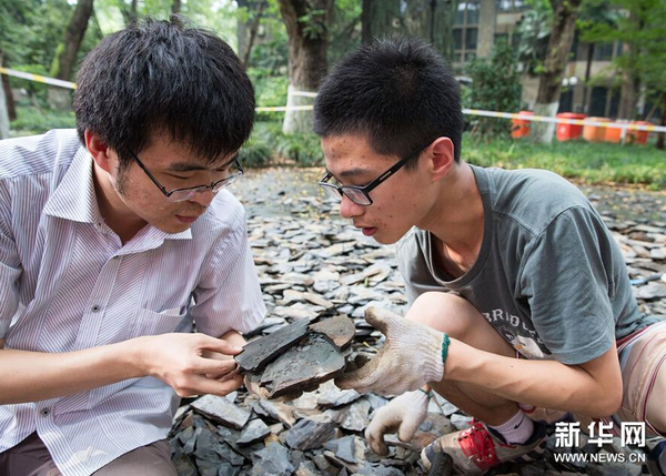 8月21日，市民在南京古生物博物館參加“砸化石”活動。