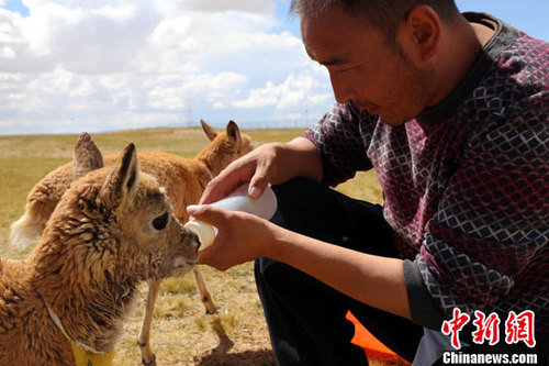 資料圖：小藏羚羊。<a target='_blank' href='http://www.chinanews.com/'>中新社</a>發 趙凜松 攝