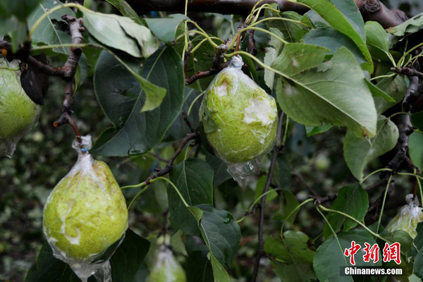 山東濱州秋季突降特大冰雹 近十萬畝鴨梨慘遭絕產2