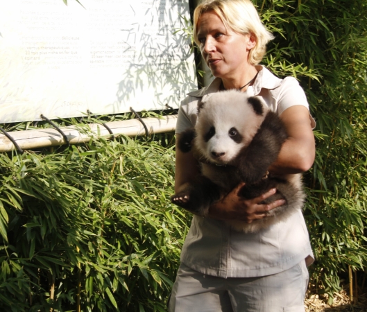 9月15日，在比利時布呂熱萊特的天堂動物園，工作人員抱著大熊貓寶寶“天寶”出席取名儀式。