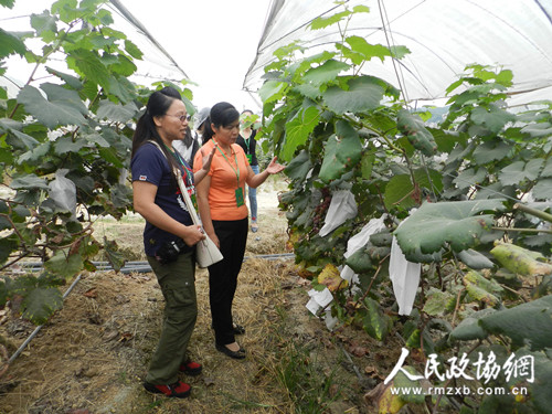 廣西平果縣政協為旅游產業把脈問診