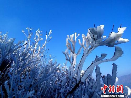 新一輪降溫致廣東金子山再現(xiàn)冰雪美景。　連清 攝