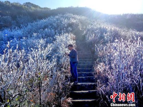 新一輪降溫致廣東金子山再現(xiàn)冰雪美景。　連清 攝