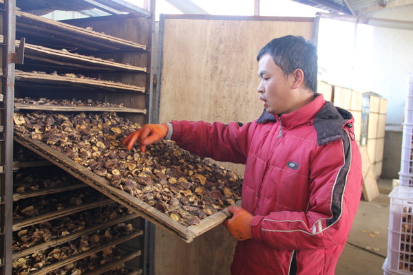 技術(shù)人員正在烤制香菇干