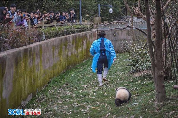 段東瓊說：“一開始，寶寶們還需要逐個抱著喂奶，現在它們長大了，只需要把奶瓶送上，它們就很開心地自己捧著奶瓶喝了。”奶爸奶媽們抱著大熊貓寶寶喂奶的樣子，就像是喂自己的孩子，小心翼翼又充滿了愛。 記者 郝飛 攝影報道