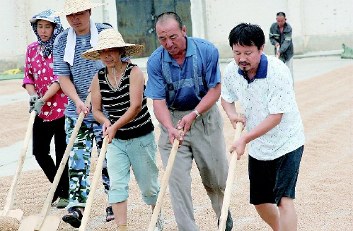     董配永（前右一）在自己的農場與農民一起晾麥子