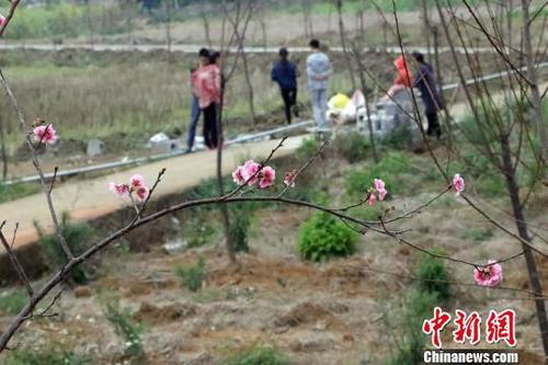 石坑櫻花生態園的櫻花已零星開放。　周金有 攝