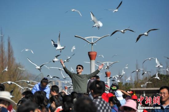 2月4日，春節(jié)長假剛剛結(jié)束，仍然有大批游客聚集到昆明滇池邊，觀鷗喂鷗，與紅嘴鷗一起共享昆明暖陽和藍(lán)天。<a target='_blank' href='http://www.chinanews.com/'>中新社</a>記者 任東 攝