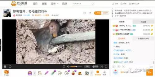 萬人圍觀捕殺野生動物 多家直播平臺現打野直播