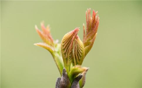 春季吃什么野菜 春季野菜怎么吃才健康 什么野菜不能吃