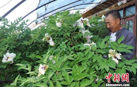 新疆兵團“癡花匠”9年堅持讓“花中二絕”在邊陲葳蕤成園（組圖）