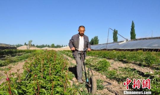 任建德正在給牡丹、芍藥園中耕除草。　沈睿燕 攝