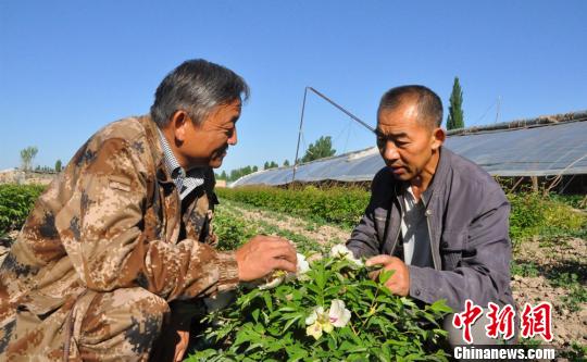 任建德正給人介紹牡丹花的食用和藥用價值?！∩蝾Ｑ?攝