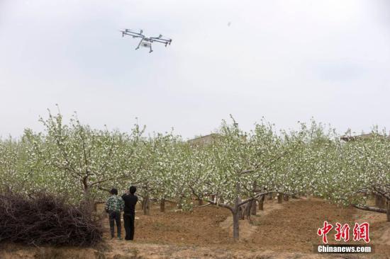 4月末，正是蘋果花盛開的季節，十余架白色無人機在果園上空盤旋，這種高效、便捷的方式受到當地果農追捧。據介紹，這些無人機屬于大疆內蒙古禾文植保隊。從4月起，禾文植保隊將在山西臨汾吉縣連續工作3個月，為山西臨汾吉縣5萬畝蘋果樹提供植保服務。未來，當地將通過政企合作的方式，探索使用無人機管理蘋果生產全過程。張云 攝