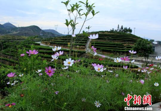 圖為茶園旁格桑花盛放美不勝收?！翘K梅 攝