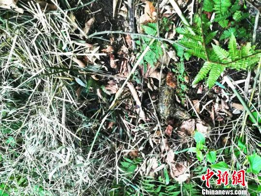 發現的大熊貓糞便?！＄娦?攝